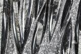 Polished Fossil Orthoceras (Cephalopod) Plate - Morocco #359569-1